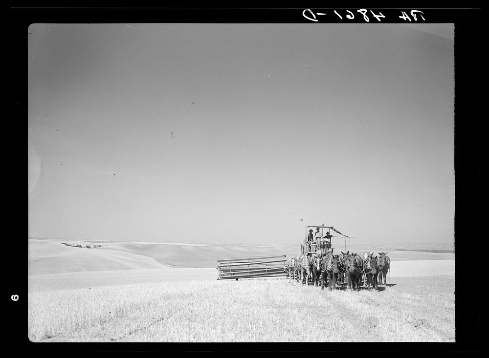 A sixteen-horse combine in the fertile fields of the Palouse country. Washington. Sourced from the Library of Congress.