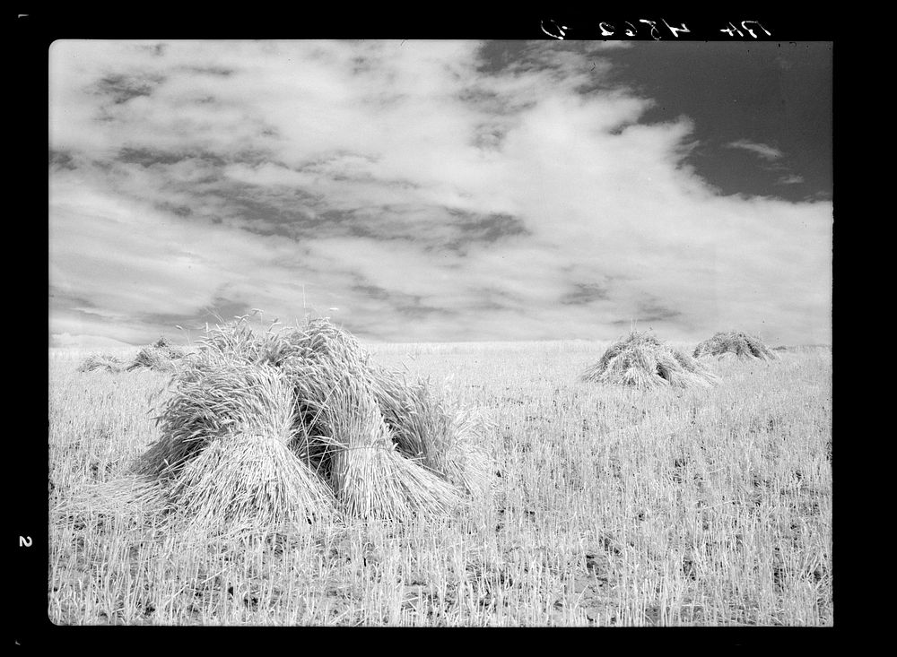 Shocks of wheat. Whitman County, Washington. Sourced from the Library of Congress.