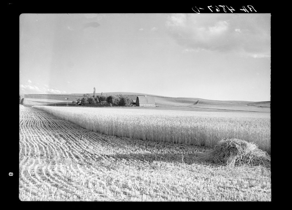 Wheat farm. Whitman County, Washington. Sourced from the Library of Congress.