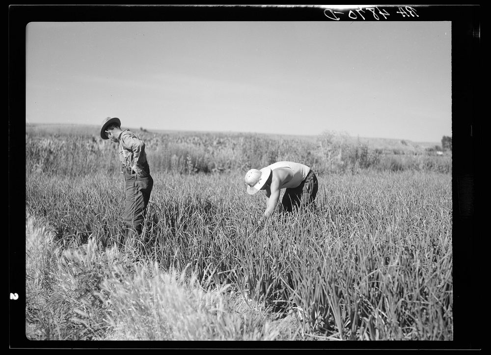 Workers in onion field. Yakima, Washington. Sourced from the Library of Congress.