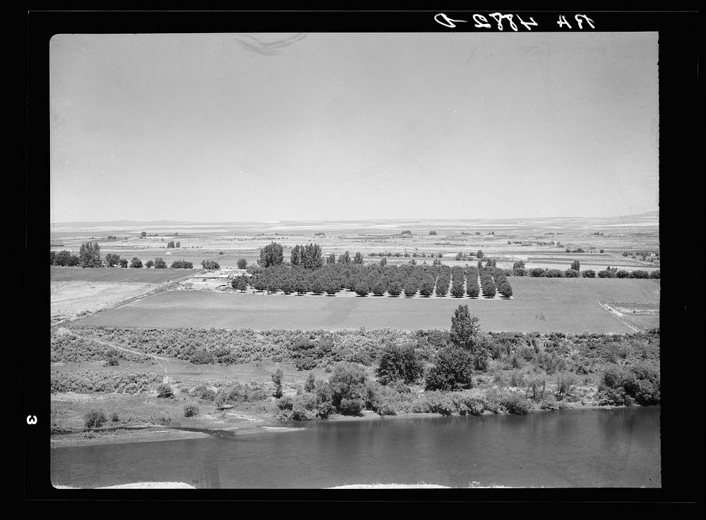 Orchard along Yakima River. Washington. Sourced from the Library of Congress.