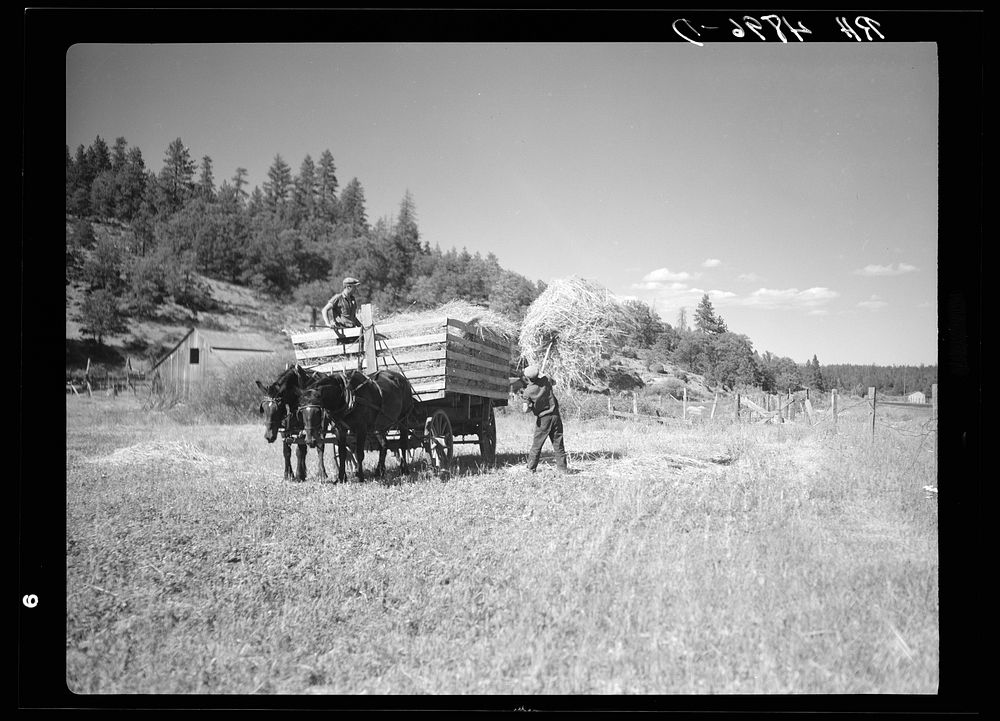 Loading a hay wagon. Goldendale, Washington. Sourced from the Library of Congress.