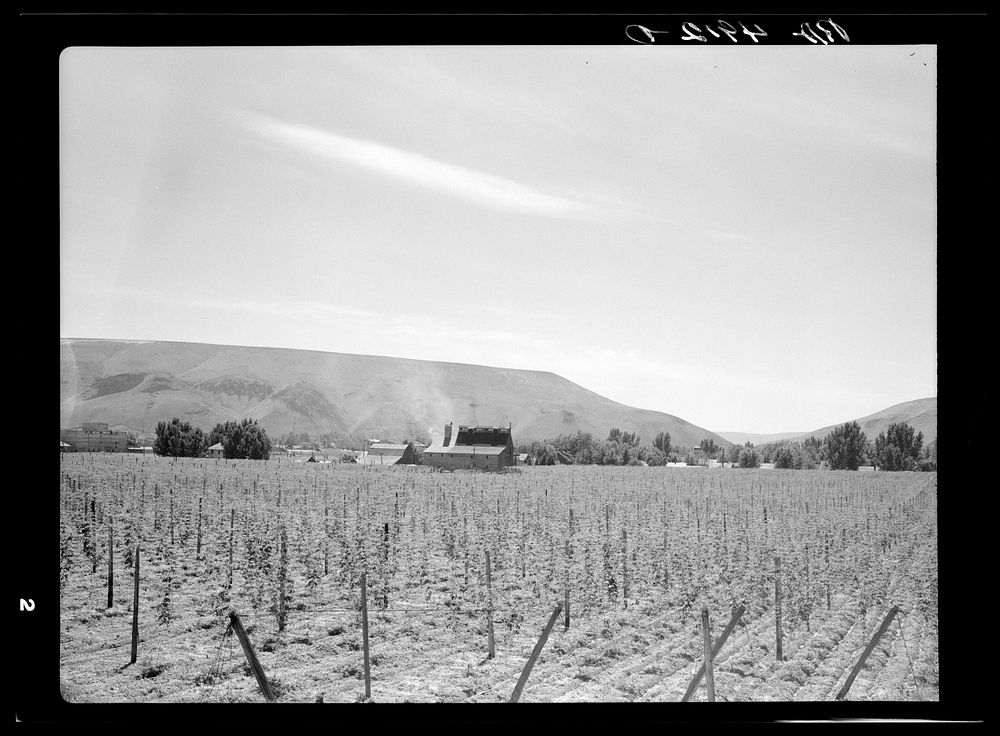 Hop fields. Yakima, Washington. Sourced from the Library of Congress.