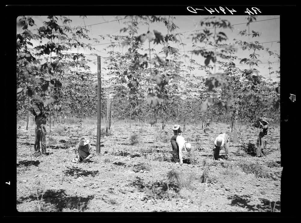Hop field workers. Yakima, Washington. Sourced from the Library of Congress.