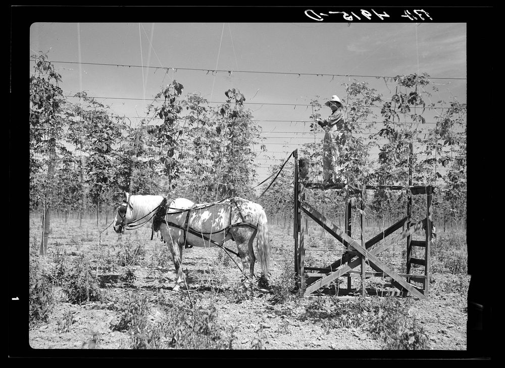 Training hops. Yakima, Washington. Sourced from the Library of Congress.