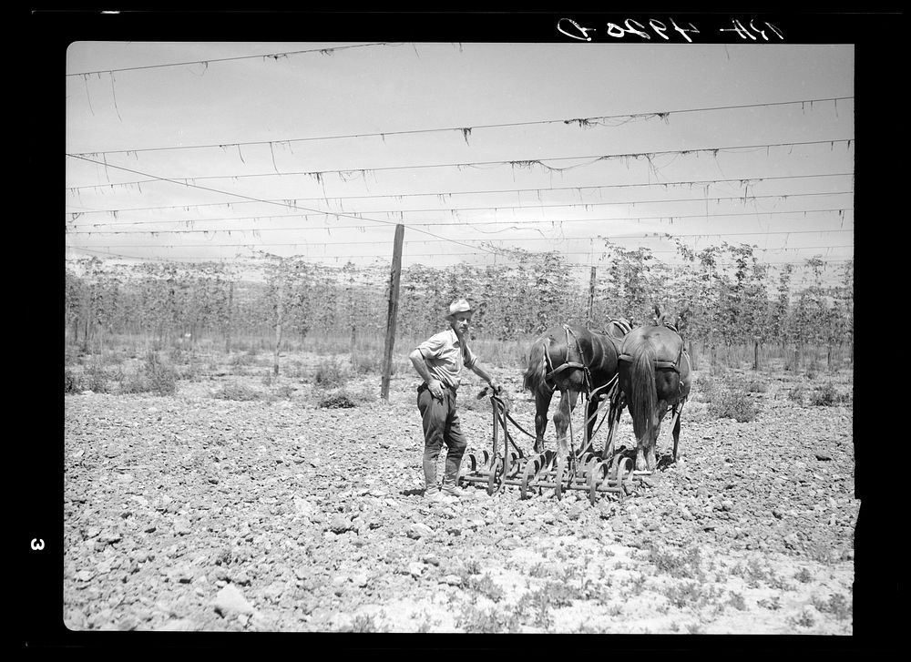 Worker in hop field. Yakima, Washington. Sourced from the Library of Congress.