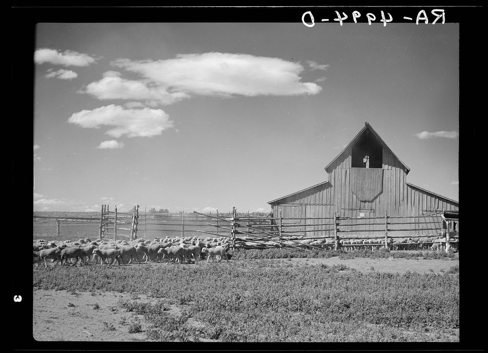 Sheep on ranch in the Central Oregon grazing project. Sourced from the Library of Congress.