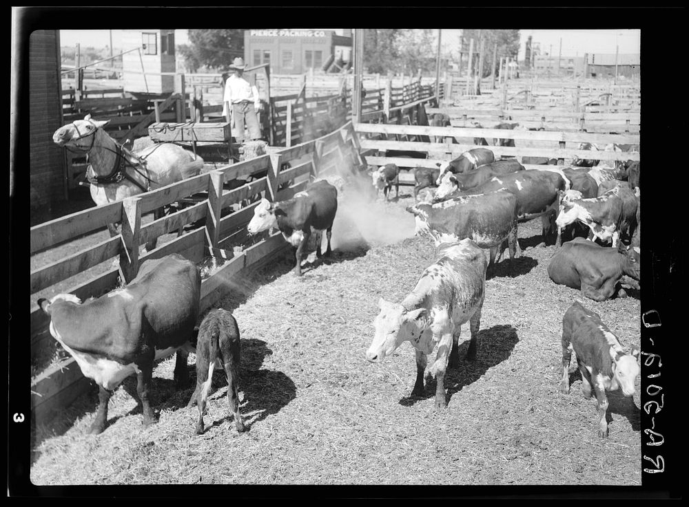 Feeding drought cattle. Stockyard. Billings, Montana. Sourced from the Library of Congress.