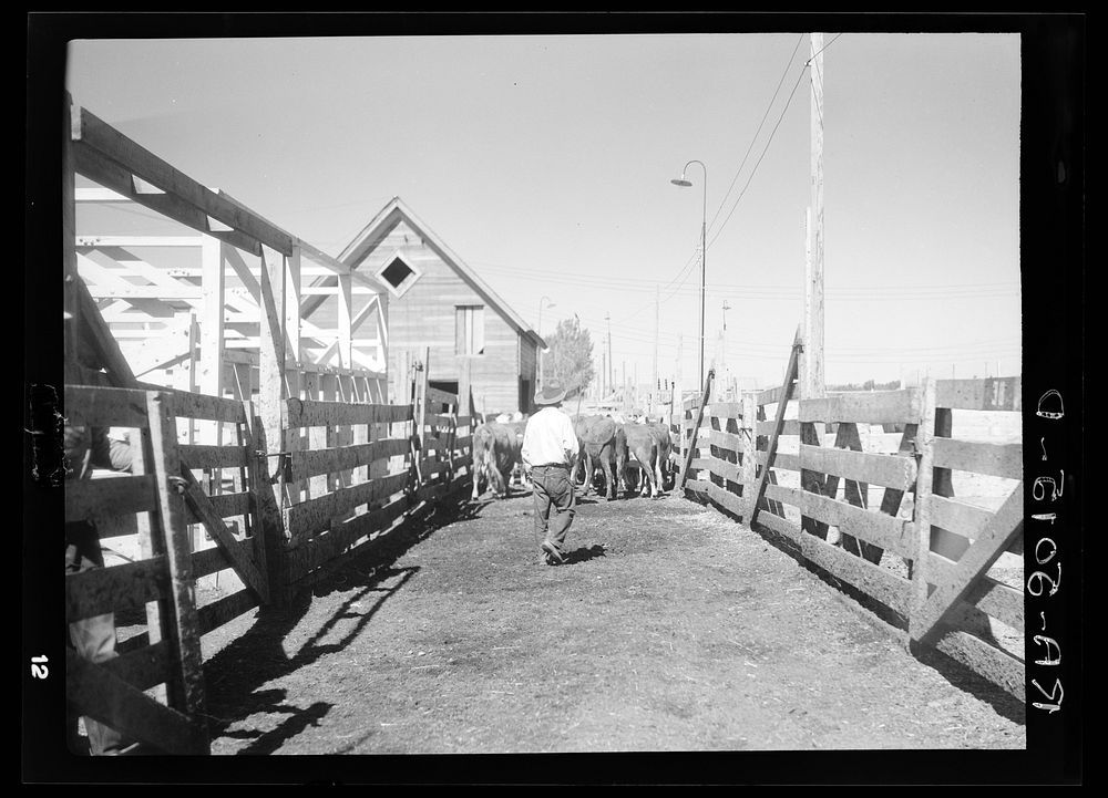 Drought cattle being weighed. Billings, Montana. Sourced from the Library of Congress.