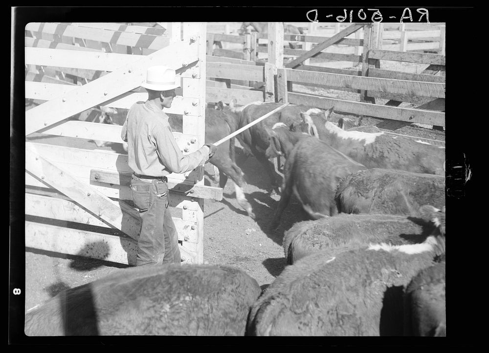 Drought cattle being inspected. Billings, Montana. Sourced from the Library of Congress.