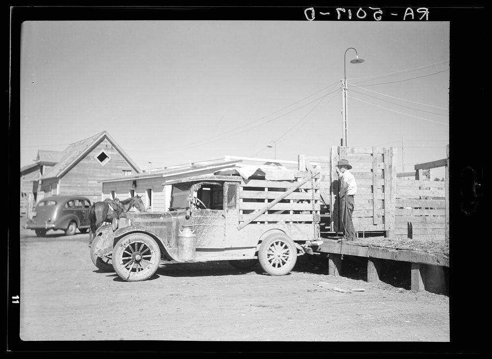 Trucks like these bring the last remnants of the small ranchers' herds to the stockyards. Billings, Montana. Sourced from…
