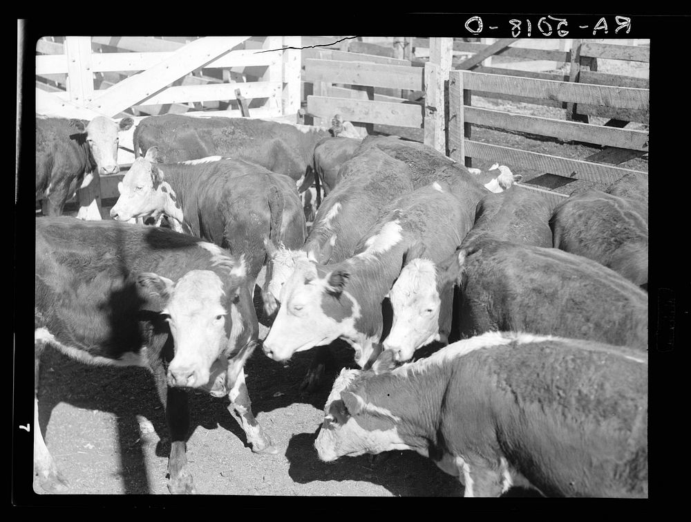 Drought cattle at the stockyards. These cattle are distinctly below average. Billings, Montana. Ranchers are unloading their…