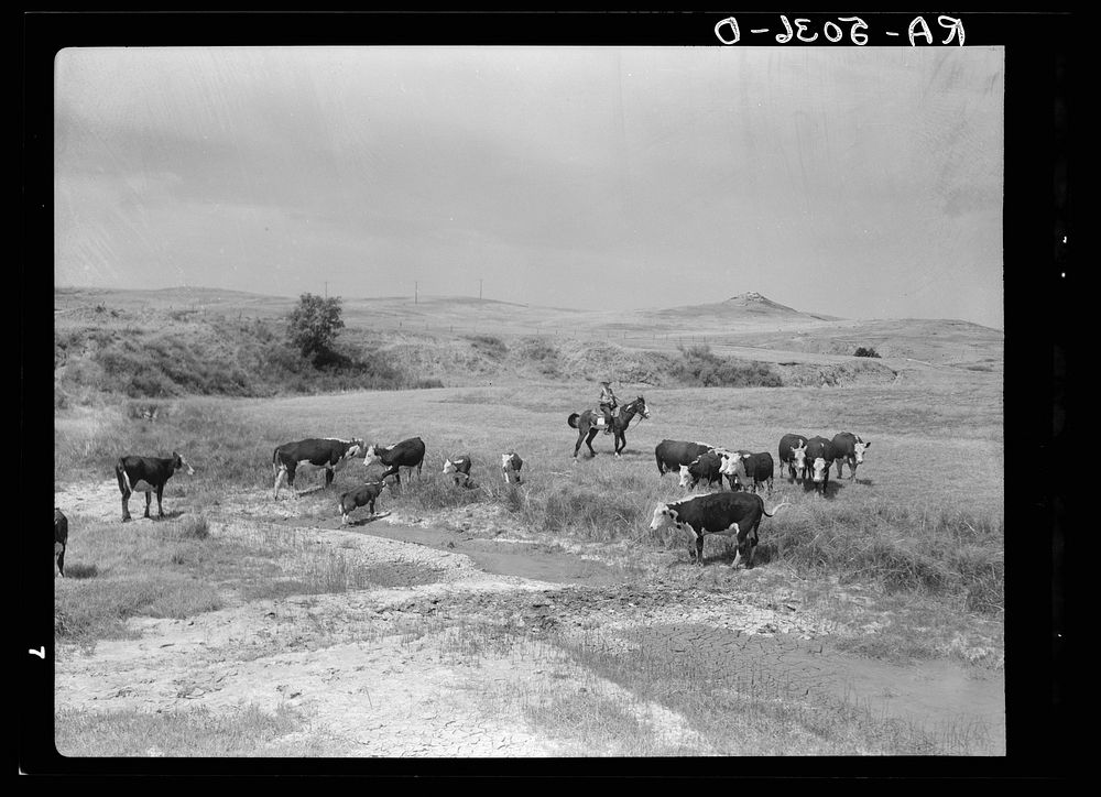 Cattle at a dried-up waterhole near Glendive, Montana. Sourced from the Library of Congress.