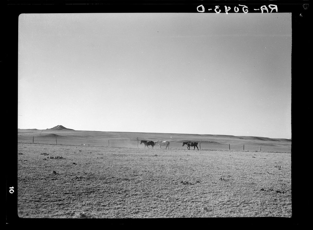 Horses on the grassless plains of eastern Montana. Sourced from the Library of Congress.