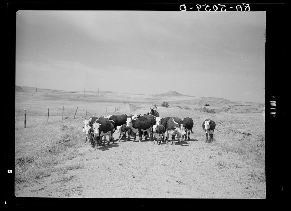 Driving cattle to water. Glendive, Montana. Sourced from the Library of Congress.