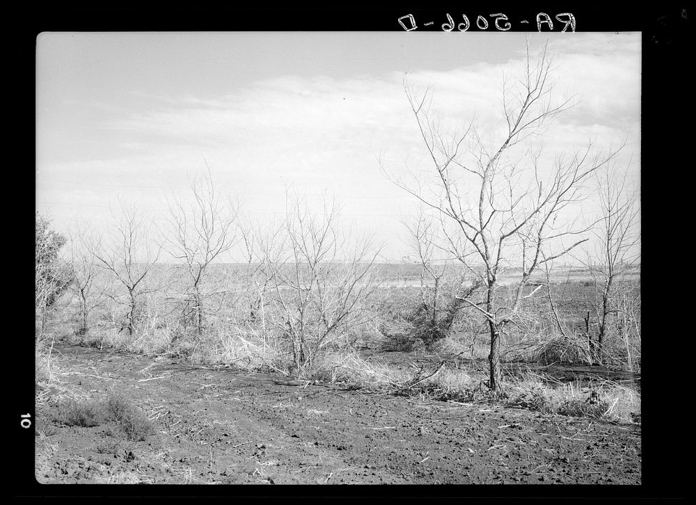 Grasshoppers have destroyed this orchard on Mrs. Emma Knoll's farm in Grant County, North Dakota. Sourced from the Library…