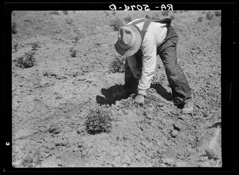 Inspecting a potato plant eaten by grasshoppers. Miles City, Montana. Sourced from the Library of Congress.