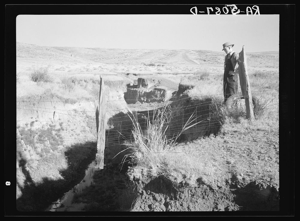 Gully on farm near Bickleton, Washington. (Note how ground under fence post has been washed away). Sourced from the Library…
