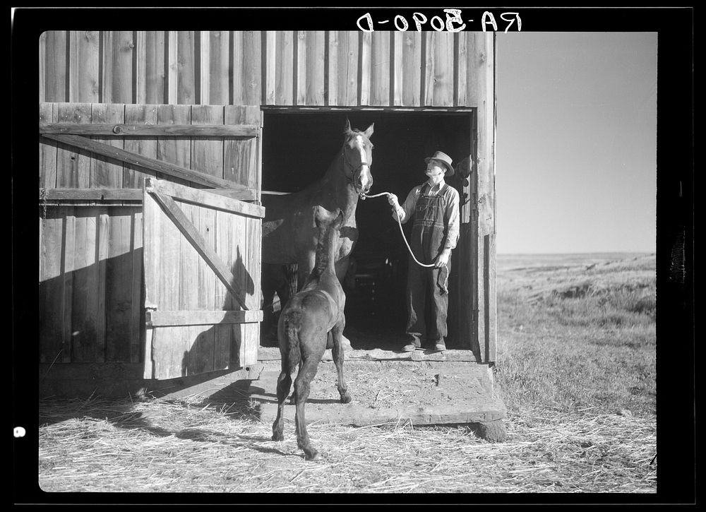 Scene on wheat farm near Bickleton, Washington. Sourced from the Library of Congress.