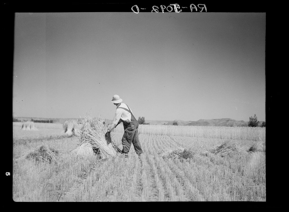 Irrigated fields in the drought area yield a good harvest. Near Billings, Montana. Sourced from the Library of Congress.