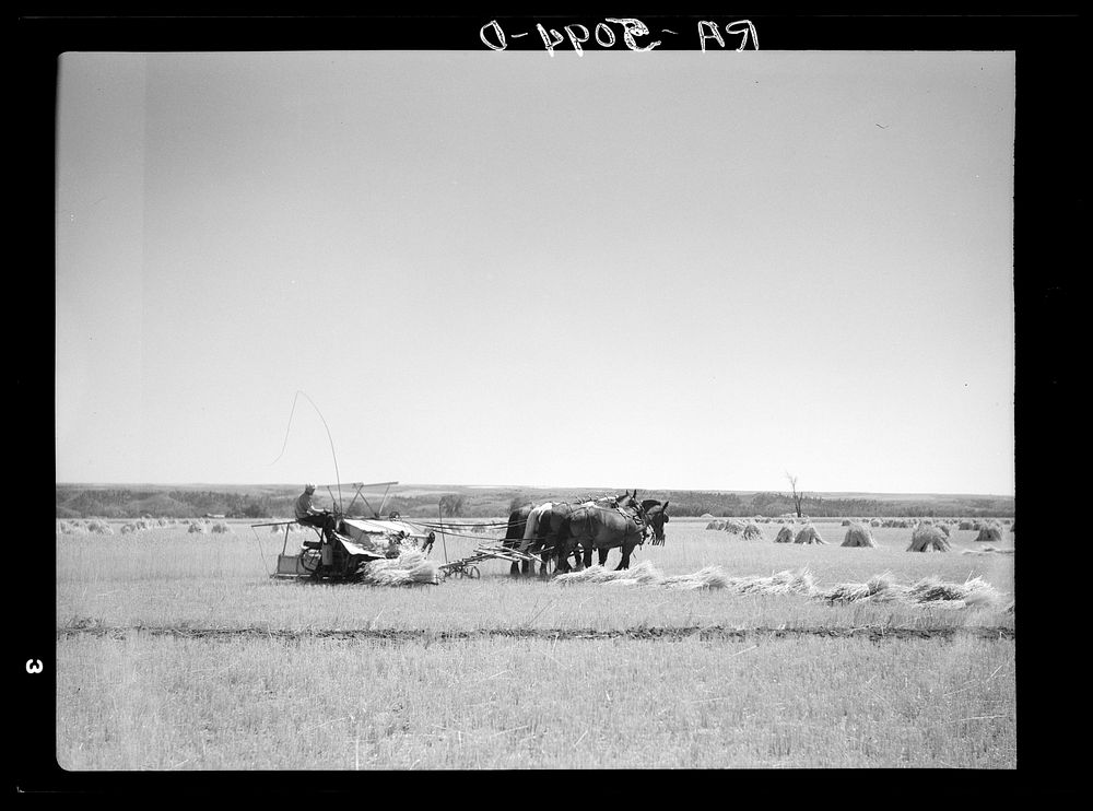 Harvesting wheat on an irrigated field near Billings, Montana. Sourced from the Library of Congress.