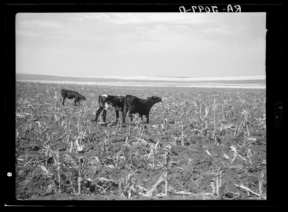 Cattle turned loose in corn field already ruined by grasshoppers. Near Carson, North Dakota. Sourced from the Library of…
