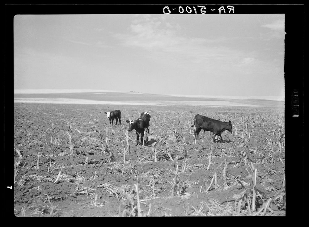 Cattle in cornfield ruined by drought and grasshoppers. Near Carson, North Dakota. Sourced from the Library of Congress.