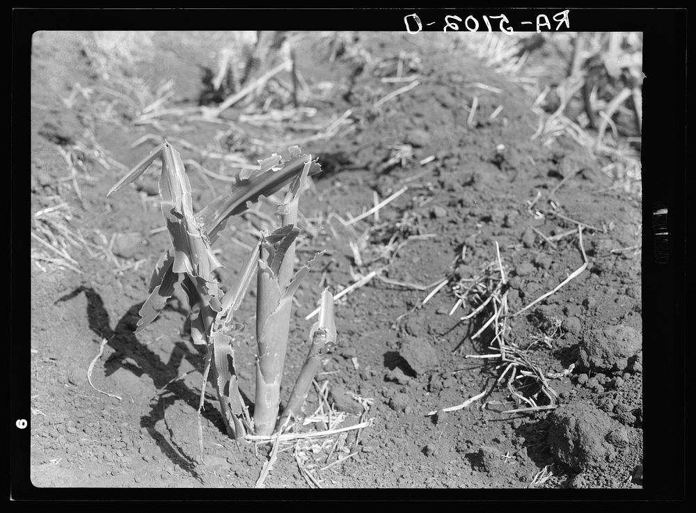Grasshopper eating cornstalk. Grant County, North Dakota. Sourced from the Library of Congress.