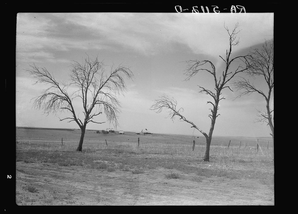 Trees killed by drought and grasshoppers frame this farm in Grant County, North Dakota. Sourced from the Library of Congress.