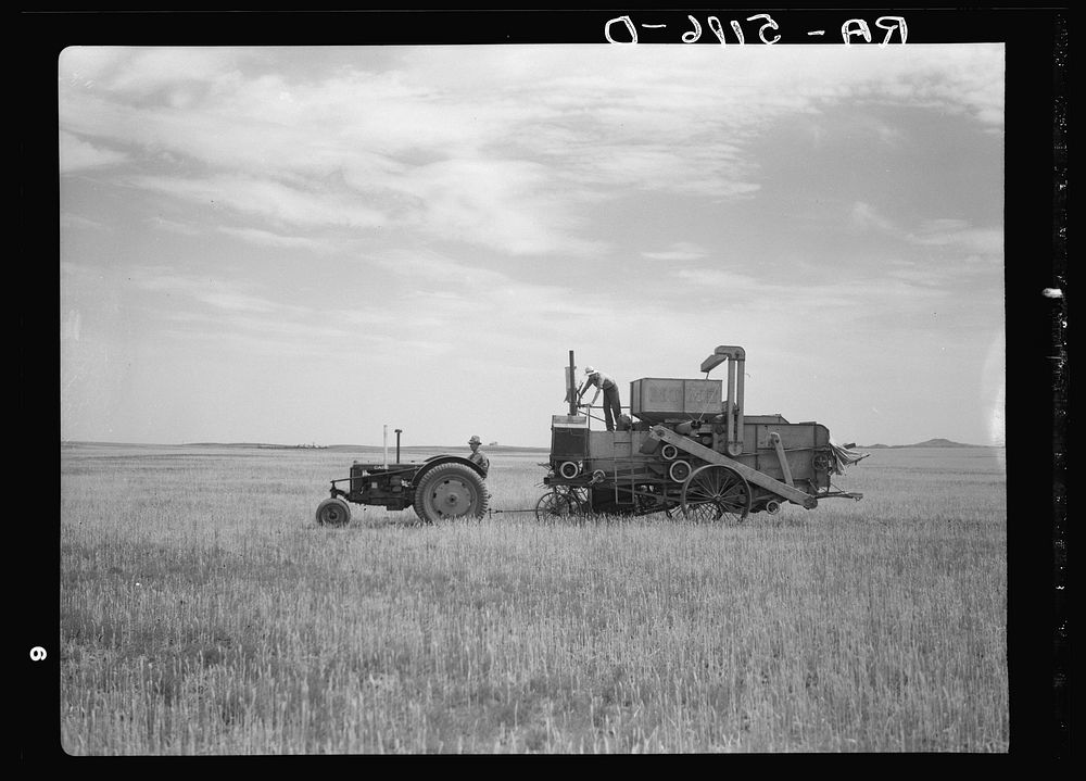 The wheat harvest is six weeks early because of the drought. Beach, North Dakota. Sourced from the Library of Congress.