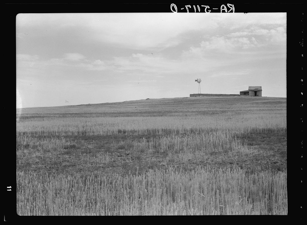 Wheat field spoiled by grasshoppers plague near Beach, North Dakota. Sourced from the Library of Congress.