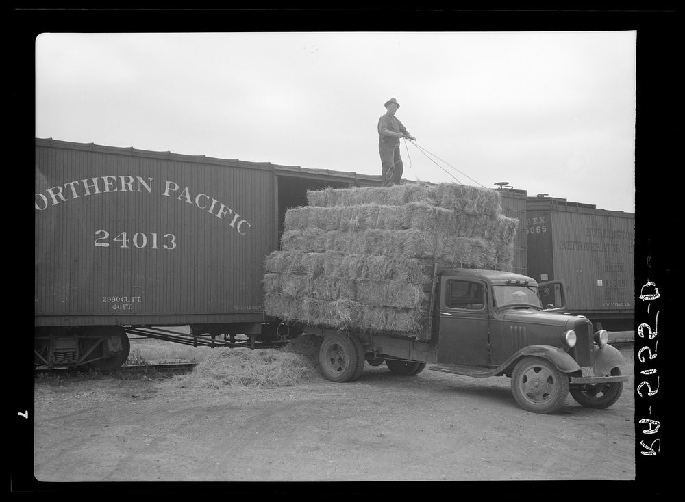 Unloading bales of hay near Dickinson, North Dakota. Sourced from the Library of Congress.