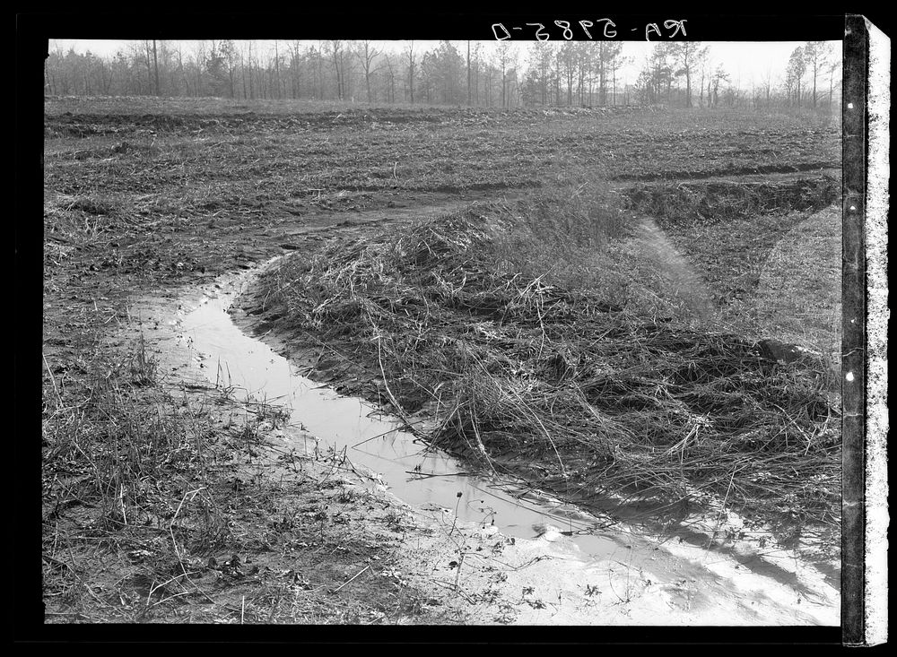 Terraced fields at Greenwood Homesteads to prevent soil erosion. Alabama. Sourced from the Library of Congress.
