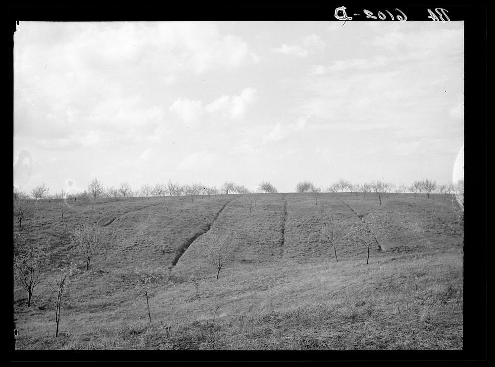 Erosion in this apple orchard started from dead furrows. The farmer could have prevented much of this erosion by plowing…