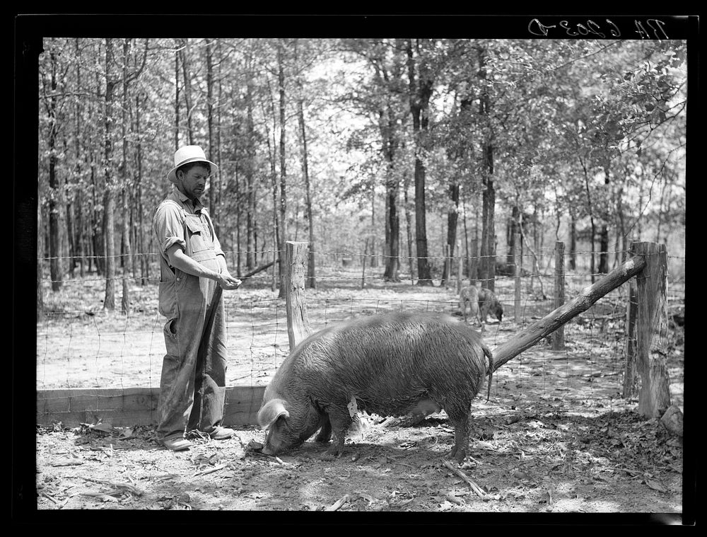 Client and one year old sow purchased with rehabilitation loan. Missouri. Sourced from the Library of Congress.