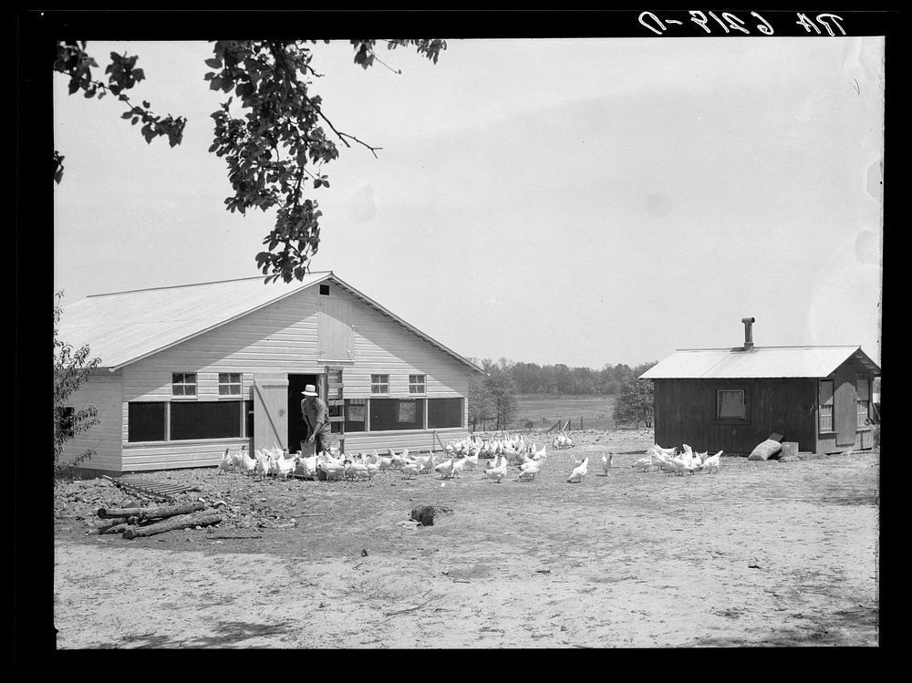 Rehabilitation client and laying house built with rehabilitation funds. Dent County, Missouri. Sourced from the Library of…
