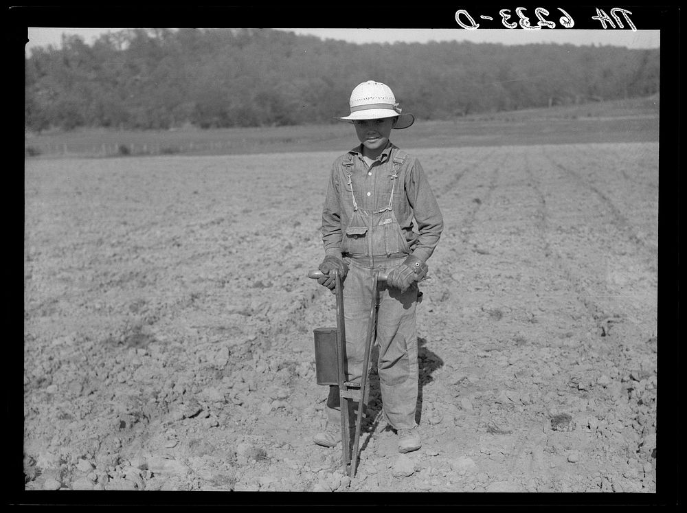 Planting corn with hand corn planter in Meremac Forest project area. Salem, Missouri. Sourced from the Library of Congress.