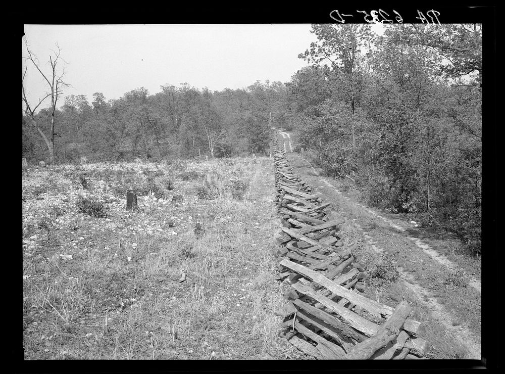 Rail fence and cut-over country. Meramec Forest area. Salem, Missouri. Sourced from the Library of Congress.