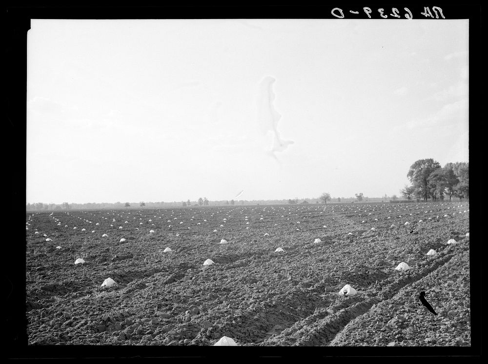 A melon field protected against insects. Mississippi County, Missouri. Sourced from the Library of Congress.