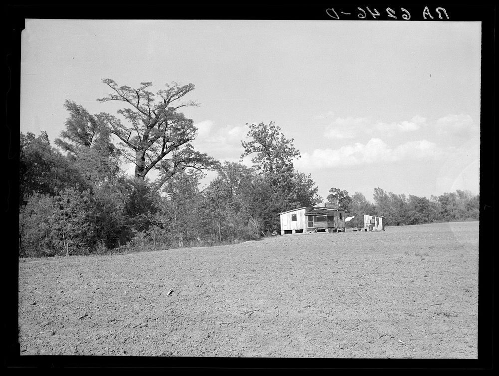 Typical sharecropper's shack with crop entirely surrounding house. Mississippi County, Missouri. Sourced from the Library of…