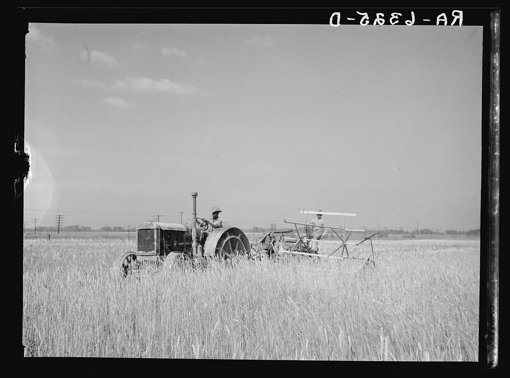 Harvesting fall wheat in Arkansas near Little Rock. Sourced from the Library of Congress.