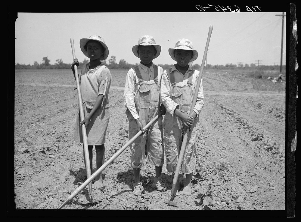 Children chopping cotton. Near Marked Tree, Arkansas. (Ages, left to right: ten years, thirteen years, eight years). Sourced…
