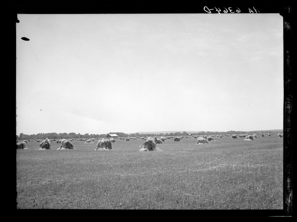 Fall wheat near Batesville, Arkansas. Sourced from the Library of Congress.