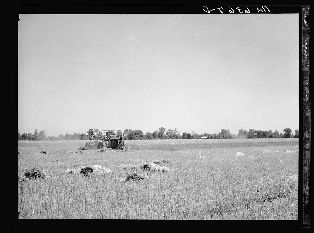 Binding of wheat near Batesville, Arkansas. Sourced from the Library of Congress.