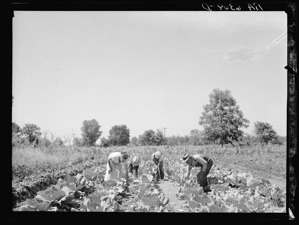 Rehabilitation clients in garden showing cabbages grown this season. Near Batesville, Arkansas. Sourced from the Library of…