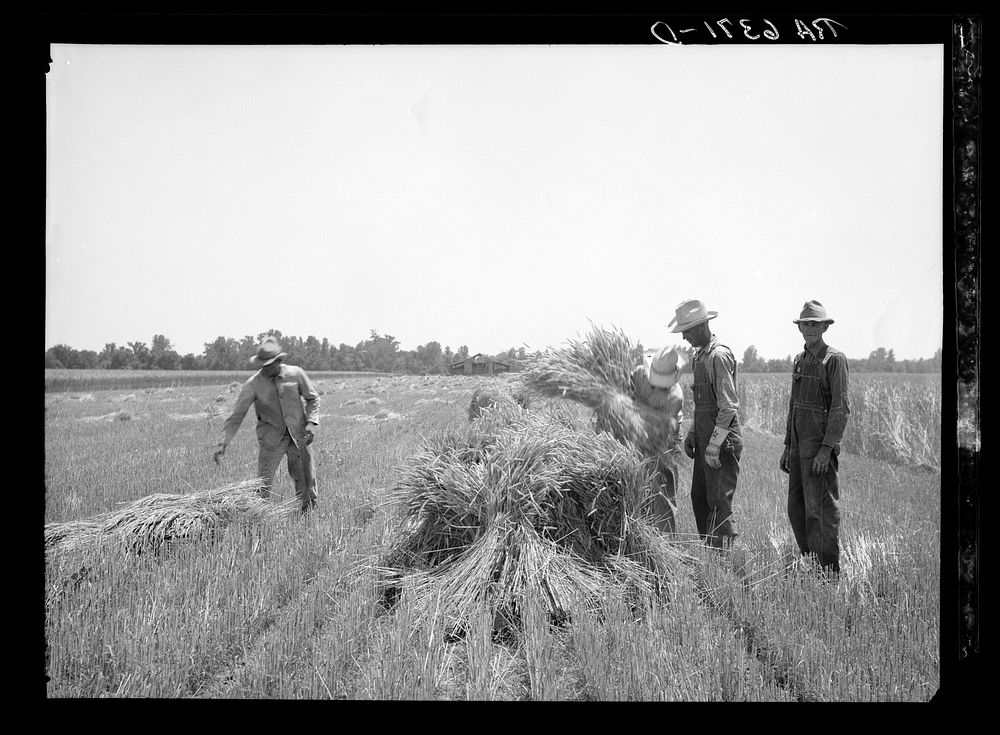 Wheat binding near Batesville, Arkansas. Sourced from the Library of Congress.