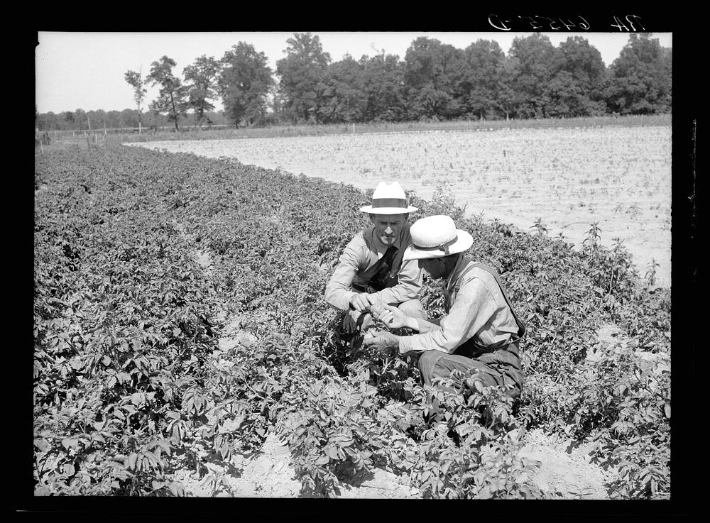 Resettlement Administration rehabilitation loan supervisor talking with client on potato raising problems. Near Batesville…