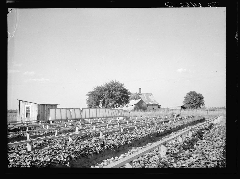 Community sweet potato plant projects at Lake Dick resettlement project near Althimer, Arkansas, showing hot beds with…