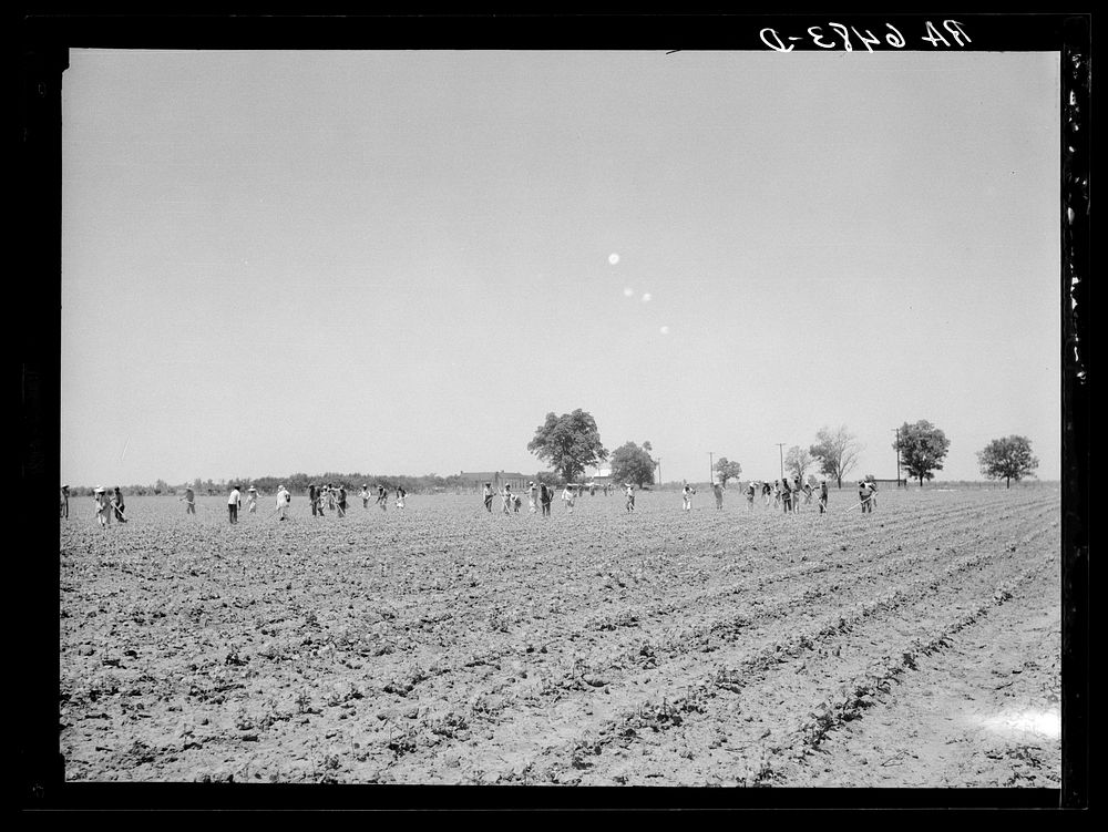 Cotton chopping on Mississippi Delta land near Clarksdale, Mississippi. Sourced from the Library of Congress.