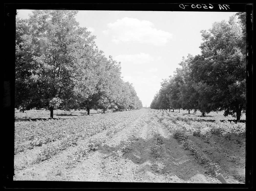 Pecan grove with soybeans. Sunflower plantation, just optioned by Resettlement Administration. Near Sunflower, Mississippi.…